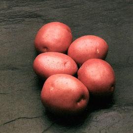 Клубни картофеля «Белла роса», ТМ «ЧерниговЭлитКартофель» - 15 кг (мешок/сетка)