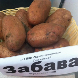 Клубни картофеля «Забава», ТМ «ЧерниговЭлитКартофель» - 0,5 кг