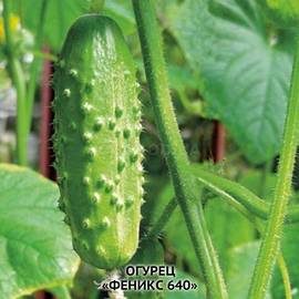 Семена огурца «Феникс 640», ТМ OGOROD - 10 семян