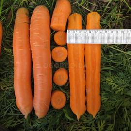 Семена моркови «Матч» F1 / Match F1, ТМ Clause - 130 семян