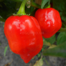 Семена перца острого «Habanero Red Savina» (Хабанеро Красная Савина), серия «От автора» - 50 семян