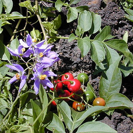 Семена санберри / Solanum retroflexum, ТМ OGOROD - 100 семян