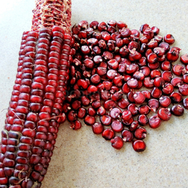 Семена кукурузы «Сенека красный сталкер», серия «От автора» - 5 семян