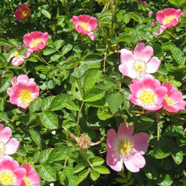 Семена розы канина (шиповника) / Rosa canina, ТМ OGOROD - 10 семян