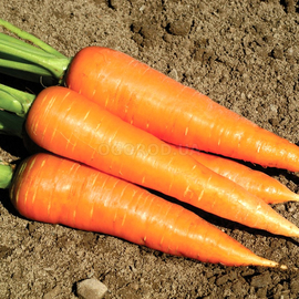 Семена моркови «Корал», ТМ OGOROD - 20 грамм