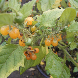 Семена паслена желтого / Solanum villosum, OGOROD - 10 семян