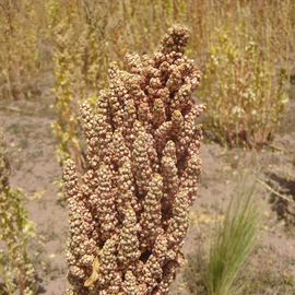 Семена киноа белой / Chenopodium quinoa, ТМ OGOROD - 1 грамм