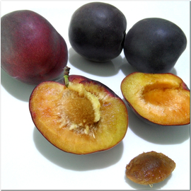 Семена абрикоса «Черный принц», ТМ OGOROD - 2 семечка