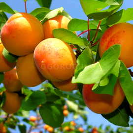 Семена абрикоса «Июльский», ТМ OGOROD - 2 семечка