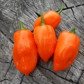Семена перца острого «Habanero Orange» (Хабанеро оранжевый), серия «От автора» - 5 семян