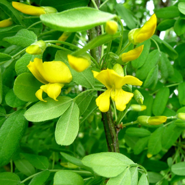 Семена акации жёлтой / Caragana arborescens, ТМ OGOROD - 10 семян