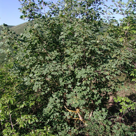 Семена клёна грузинского / Acer ibericum, ТМ OGOROD - 5 семян