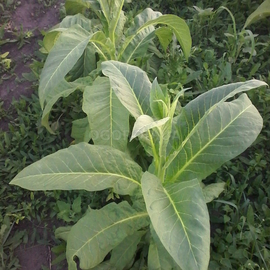 Семена табака «Bolivian Criollo Black» (Боливийский черный), ТМ OGOROD - 300 семян