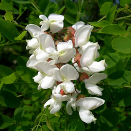Семена робинии обыкновенной (акация белая) / Robinia pseudoacacia, ТМ OGOROD - 10 семян