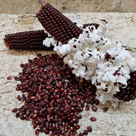 Семена кукурузы попкорн «Красный», ТМ OGOROD - 10 грамм