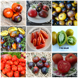 Набор семян «Экзотические томаты», ТМ OGOROD - 9 пакетиков по 10 семян