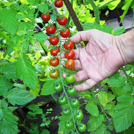 Семена томата «Виноградный», ТМ OGOROD - 20 семян