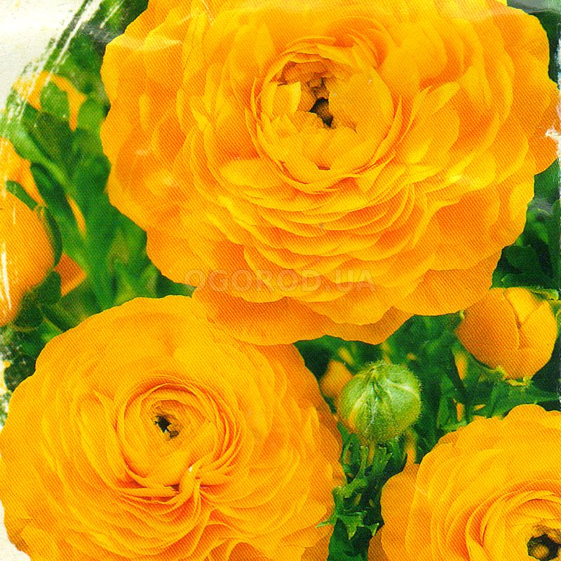 Семена ранункулюса «Цветущая долина», золотая F1 / Ranunculus asiaticus ...