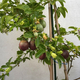 Семена Маракуйи пэшн фрута / Рassion fruit, ТМ OGOROD - 5 семян