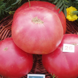 Семена томата «Сахарный пудовичок», ТМ OGOROD - 20 семян