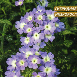 Семена вербены гибридной «Аметист», ТМ W. Legutko - 0,1 грамма