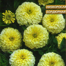Семена циннии «Лилипутэк белая», ТМ W. Legutko - 0,2 грамма
