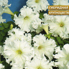 Семена петунии «Афродита белая» F1, ТМ Cerny - 10 семян