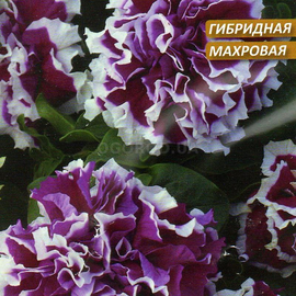 Семена петунии «Пируэт пурпурная» F1, ТМ Cerny - 10 семян