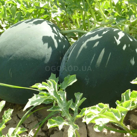 Семена арбуза «Баронесса» F1 / Baronessa F1, ТМ OGOROD - 10 семян
