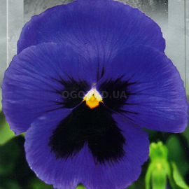 Семена виолы садовой «Швейцарский гигант синий», ТМ SeedEra - 0,1 грамма