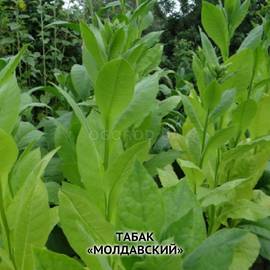 Семена табака «Молдавский», ТМ OGOROD - 300 семян