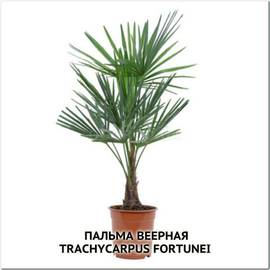 Семена пальмы веерной «Форчуна» / Trachycarpus fortunei, ТМ OGOROD - 2 семечка