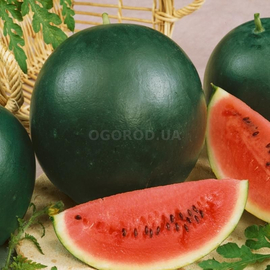 Семена арбуза «Красень», ТМ OGOROD - 10 семян