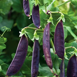 Семена гороха «Дэзирэ фиолетовый» / Desire Purple, ТМ OGOROD - 10 семян