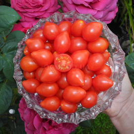 Семена томата «Red Cluster Pear» (Красная кистевая груша), серия «От автора» - 10 семян
