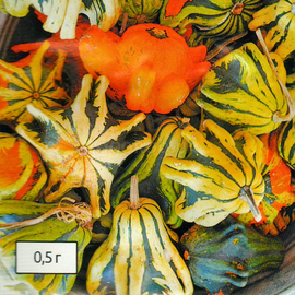 Семена тыквы декоративной «Терновой венец», ТМ W. Legutko - 0,5 грамм