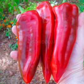 Семена перца сладкого «Marconi Red» (Маркони красный), ТМ OGOROD - 20 семян