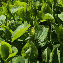 Семена кирказона ломоносовидного / Aristolochia clematitis, TM OGOROD - 5 семян