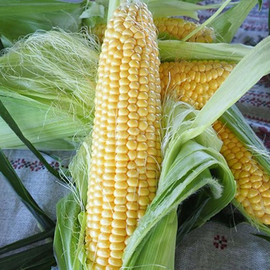 Фото Семена кукурузы «Свит голд», ТМ OGOROD - 10 грамм