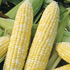 Семена кукурузы суперсладкой «Рамондия» F1, ТМ OGOROD - 10 семян