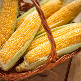 Семена кукурузы сахарной «Ароматная», ТМ OGOROD - 100 грамм