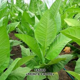 Семена табака «Monte Calme» (Монте Калме), ТМ OGOROD - 3000 семян