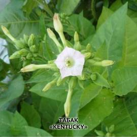Семена табака «Kentucky» (Кентукки), ТМ OGOROD - 3000 семян