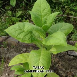 Семена табака «Американ-572», ТМ OGOROD - 3000 семян