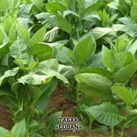 Семена табака «Cuban» (Кубинский), ТМ OGOROD - 3000 семян