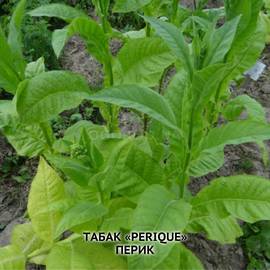 Семена табака «Perique» (Перик) (трубочный), ТМ OGOROD - 3000 семян