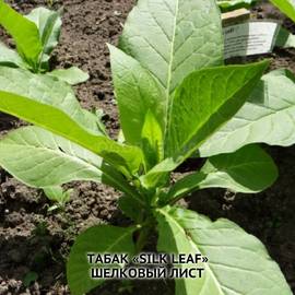 Семена табака «Silk Leaf» (Шелковый лист), ТМ OGOROD - 3000 семян