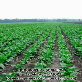 Семена подорожника большого «Полтавский» / Plantago major, ТМ OGOROD - 100 грамм