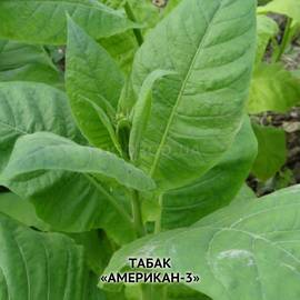 Семена табака «Американ-3», ТМ OGOROD - 3000 семян