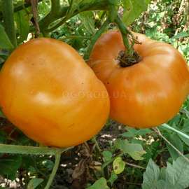 Семена томата «Amana Orange» (Амана оранж), серия «От автора» - 10 семян